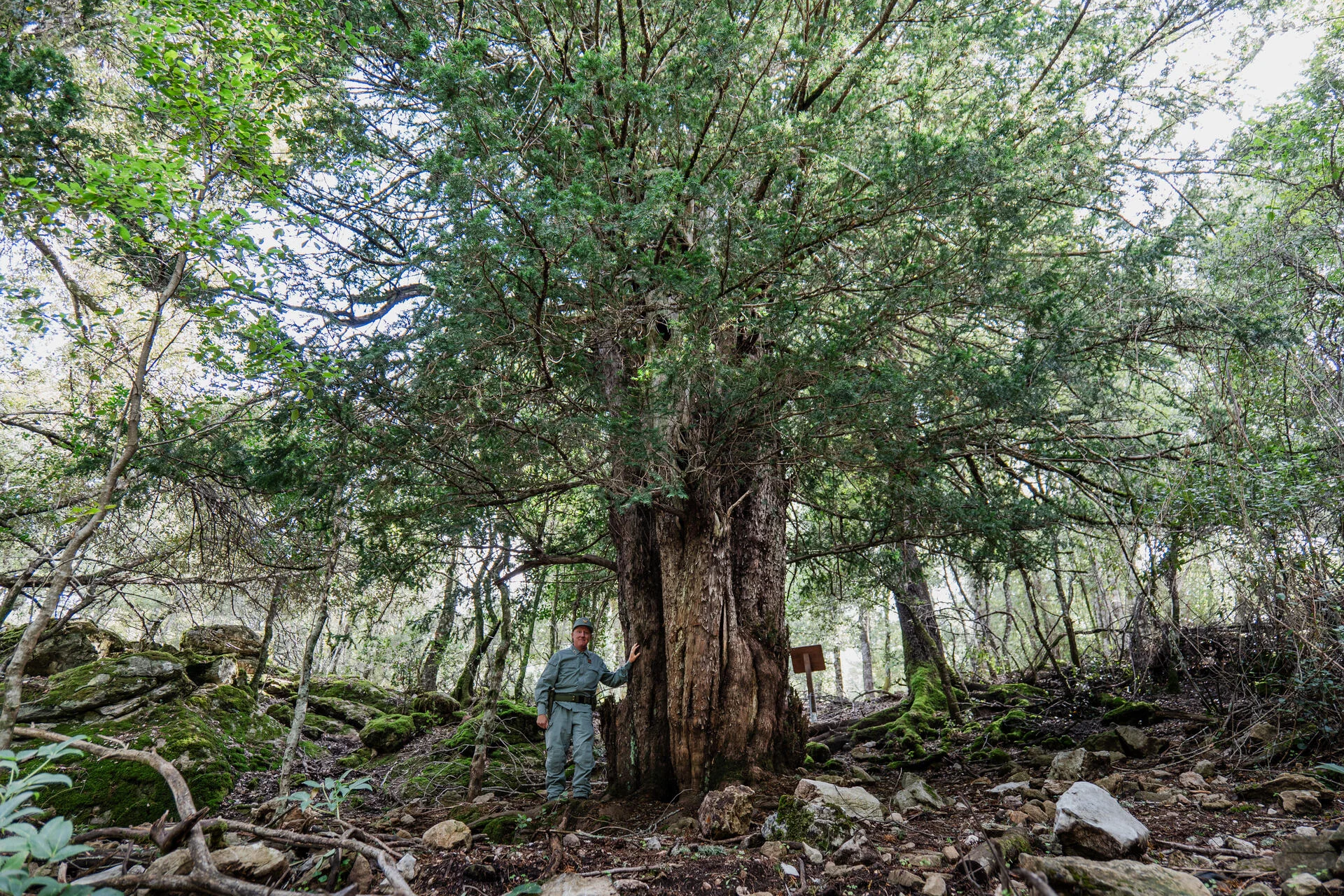 CONCORSO 'ITALIAN TREE OF THE YEAR 2024'